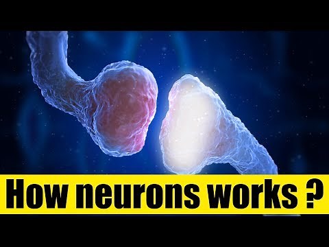 How neurons works: in the human brain?