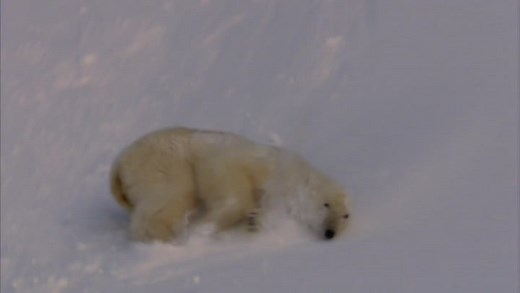 Planet Earth (2006 TV documentary miniseries)