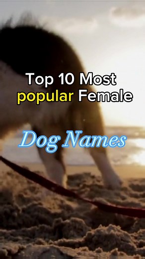 Top 10 Female Dog Names and Ideas for Part 2