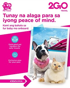 Hindi na kailangan mangamba ang mga fur parents kung kinakailangan mag travel ng inyong fur babies on their own. Dahil sa 2GO, tunay na pag-aalaga ang ibinibigay lalo na kapag wala kayo. Narito ang 3 reasons WHY 2GO PET TRAVEL IS THE WAY TO GO FOR YOU AND YOUR PETS! 1. Kayang-kaya na mag travel ng inyong mga alaga (all breeds of dogs and cats*) to all 2GO destinations onboard ALL our vessels! Kasama man kayo onboard or travelling with you. 2. Kung hindi man kayo kasama, may pet handlers onboard 