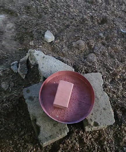 The Benefits of Giving Your Goats Minerals Minerals play a vital role in the health and productivity of your goats. They help boost immunity, improve reproduction, enhance milk and meat production, and promote strong bone development. A mineral-deficient goat may show poor growth, low fertility, and frequent illness. Providing mineral blocks or loose minerals ensures your goats stay healthy and active all year round. At Golden Integrated FARMS., we make sure our goats always have access to essen