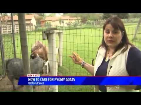 How to Care for Pygmy Goats