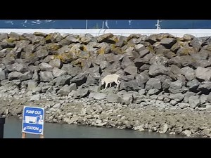 Wild mountain goat dies after being crowded by onlookers in Alaska