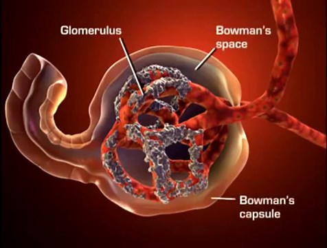 GFR Black Blood Test Results Explained - HRF