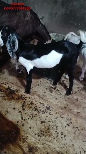 All types goat avilable and top quality goat and all services goat contact me=8777614260