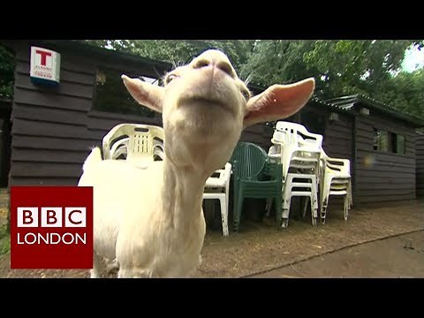 Goats love happy humans - BBC London