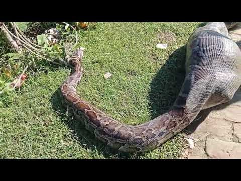 Giant Python Swallows a Goat in One Piece — Shocking Wildlife Footage! 🐍😱