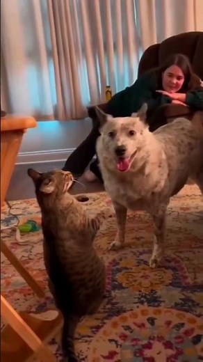 Funny Cat Fails Compilation 😹 Try Not To Laugh at These Hilarious Cat Moments!