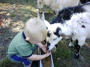 How to Raise and Care for Nigerian Dwarf Goats