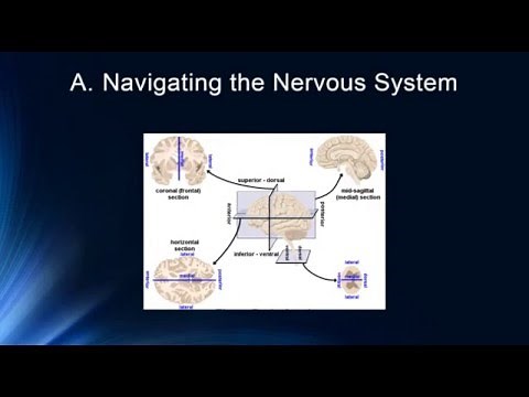 Brain Structure and Function
