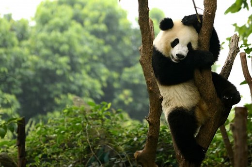 21 Wild Animals in China - christineabroad.com