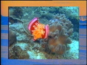 [Vintage VHS] National Geographic Really Wild Animals: Hot Dogs and Cool Cats