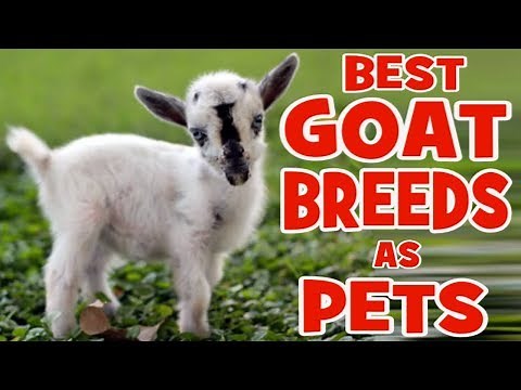 5 Best Goat Breeds to Keep as Pets