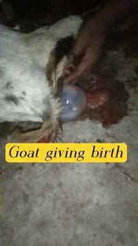 Helping goat to give birth#goat#birth#baby#babygoats#shorts#help#natural#kidding#normaldeliverytips