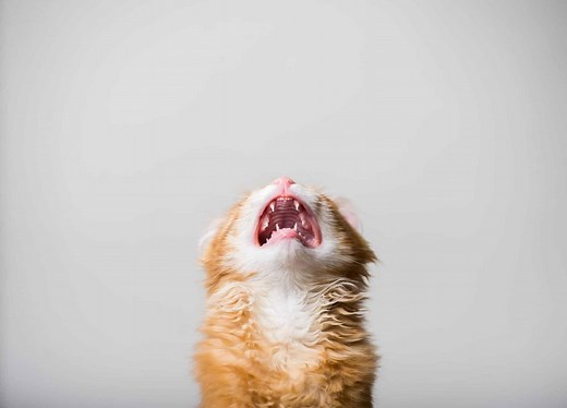 Cat Screaming: Sounds & Why They Do It (Vet Approved) - Catster