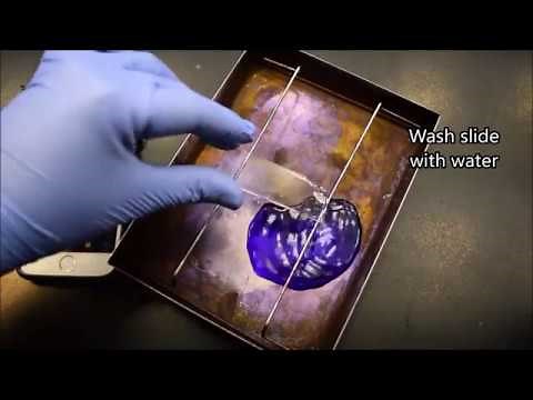 The Gram Stain Procedure