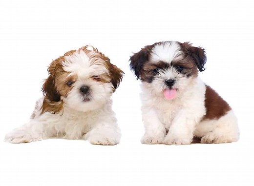 Shih Tzu for Sale - Latest Pet Ads - Buy, Sell, Adopt