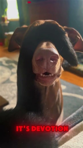 Dobermans Look Scary… Until You See This ❤️ #animalfacts #animals #doberman