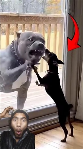 A small dog is scaring a dog a hundred times its size.😱#popular #dog#Shorts#YouTubeShorts#ShortVideo