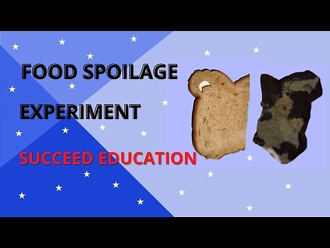 Food Spoilage Experiment