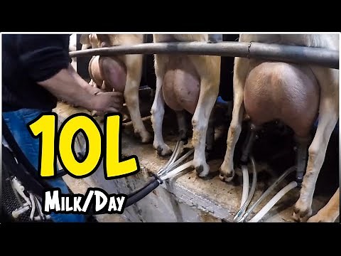 SAANEN GOAT Farming: A Complete Guide for Beginners | Dairy Goat Breed Farming