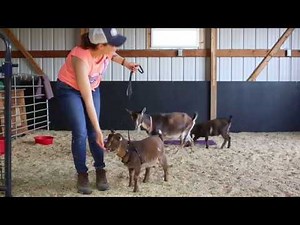 Teach a goat to walk on a leash - A Gentle Method