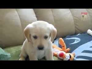 Puppy labrador cry