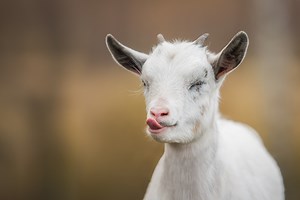 4 Reasons Keeping Pet Goats is a Great Idea