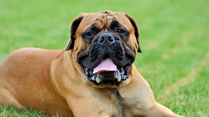 Top 10 Largest Dog Breeds in the World