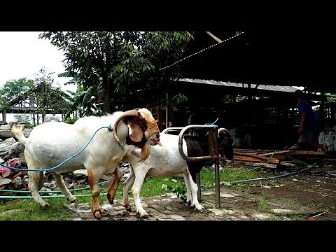 Natural boer goat farming | Goat farming in village