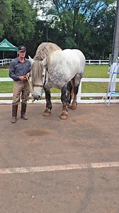 Pato Branco PR EXPOPATO. 🐎 📹 Vilson Bonetti | Vilson Bonetti