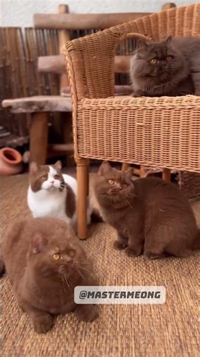 Don't focus on unimportant things! #reels #fyp #cutecat