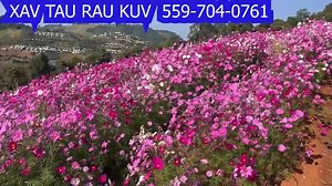 This is Hmong news and other world news in the Hmong language. We broadcast news about the Hmong people and other Hmong related topics such as Hmong culture, Hmong clothes, and Hmong events. Our news is translated from English to Hmong. We have Hmong news from Fresno, Hmong news from Minneapolis, Hmong news from St. Paul, and Hmong news from many other cities. We also report national news in the United States and world news in the Hmong Language. Ntawm no yog xov xwm tshiab tawm txhua hnub. Peb 