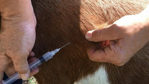 Goat Health Care: Diseases, Symptoms & Treatment