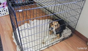 Dog Crying in Crate? Here's What To Do
