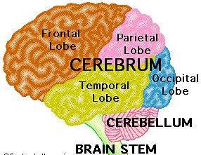 Structure of the Brain and Their Functions