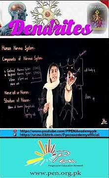 "What Are Dendrites? | Neuron Structure Explained in 1 Minute"