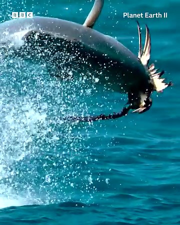 The giant trevally fish can calculate the air speed, altitude and trajectory of a bird, making feeding time potentially deadly for these fledglings... | BBC Earth